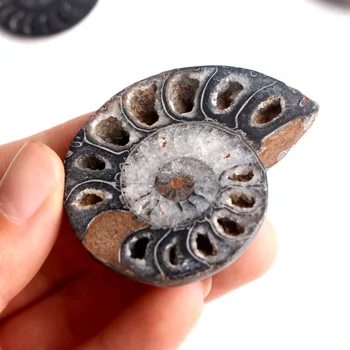 1 Pora Gamtinių Paslaptingas Juodas Ammonite Iškastinio Shell Pora Ammonite Papuošalai Pakabukas Gydomųjų Mineralinio Pavyzdys