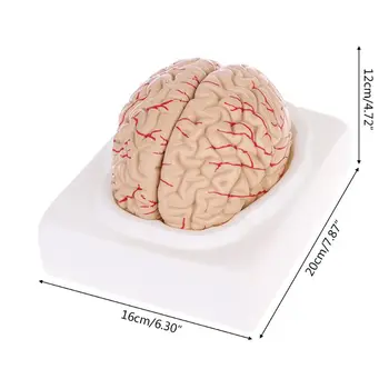 Išardyta Dėl Anatominių Žmogaus Smegenų Modelis Anatomija Medicinos Mokymo Priemonė