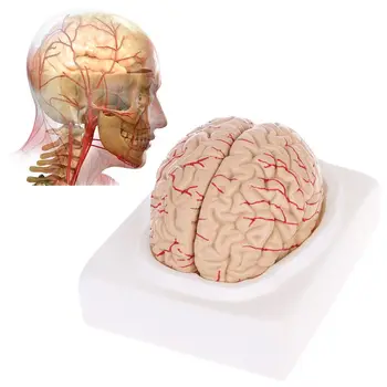 Išardyta Dėl Anatominių Žmogaus Smegenų Modelis Anatomija Medicinos Mokymo Priemonė