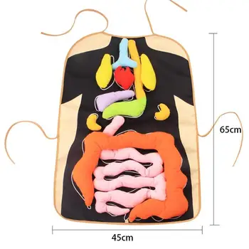 1 Set Home Prijuostė Švietimo Įžvalgų Žaislai Vaikams Anatomija Prijuostė Žmogaus Kūno Organų Informavimo Ikimokyklinio Gamtos Mokslų Mokymo Pagalba