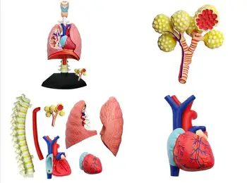 Švietimo Žaislai, Surinkto Modelio Žmogaus Plaučių Anatomija medicinoje naudojami Plaučių Anatomijos Modelis Anatomija Žmogaus Kvėpavimo Sistemą