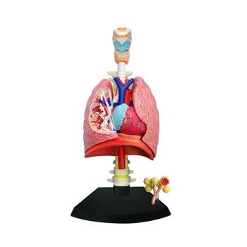 Švietimo Žaislai, Surinkto Modelio Žmogaus Plaučių Anatomija medicinoje naudojami Plaučių Anatomijos Modelis Anatomija Žmogaus Kvėpavimo Sistemą