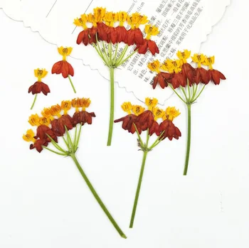 100vnt Presuotų Džiovintų Šokių Gėlės Kotelis Augalų Herbariumas Papuošalai Telefono dėklas Rėmelis Atvirukas Žymą 