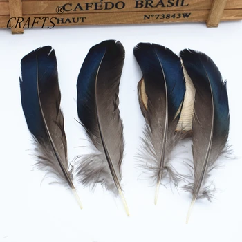 100 vnt kokybės natūralių Lady Amherst Fazanų plunksnos, 4-6inches/ 10-15cm 